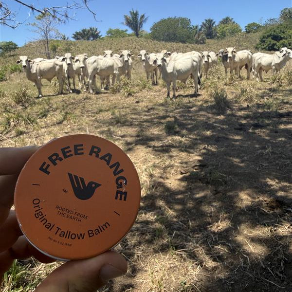 image of free range tin in front of cows in costa rica