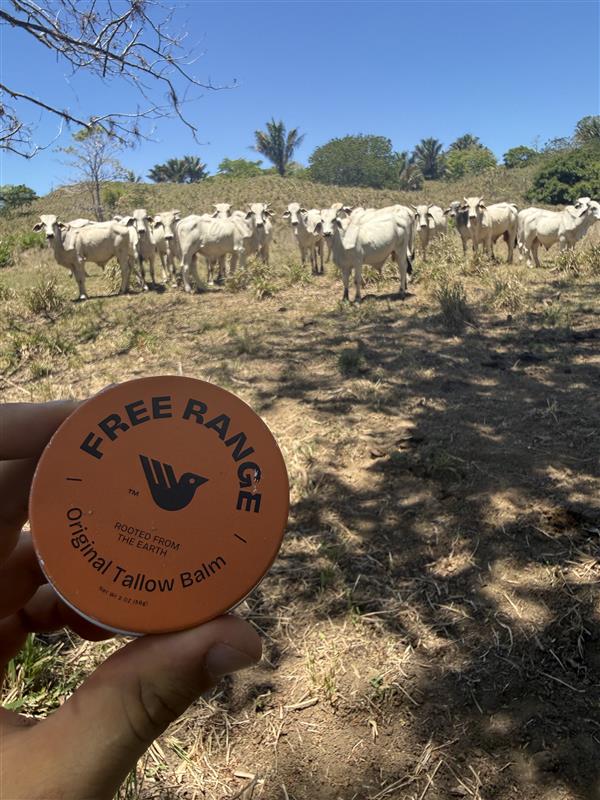 image of free range tin in front of cows in costa rica
