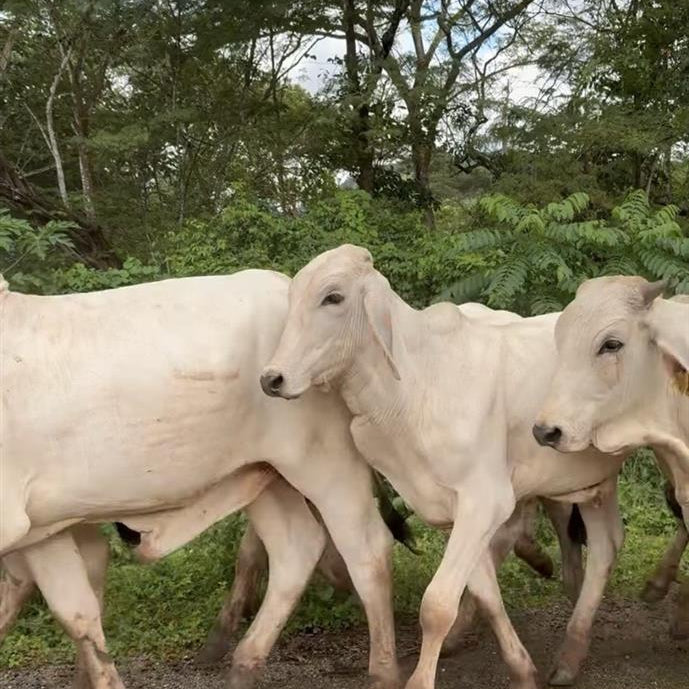 cows walking across the camera in the jungle background