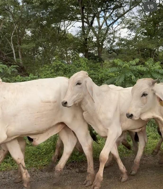 cows walking across the camera in the jungle background